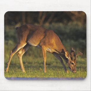 Vitstjärtad hjort, Odocoileus virginianus Musmatta