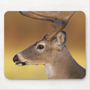 Vitstjärtad hjort, Odocoileus virginianus, Musmatta