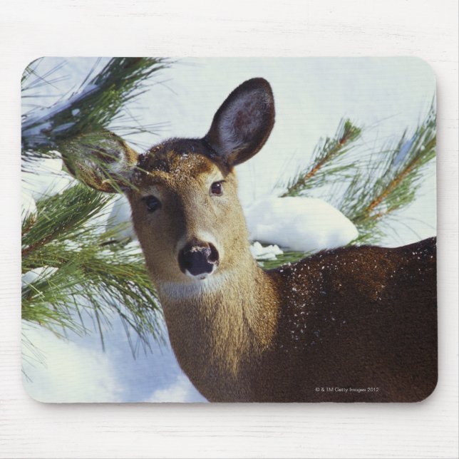 Vitstjärtad hjort (Odocoileus virginianus). Musmatta (Framsidan)