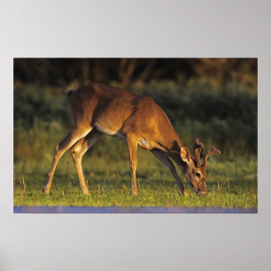 Vitstjärtad hjort, Odocoileus virginianus Poster
