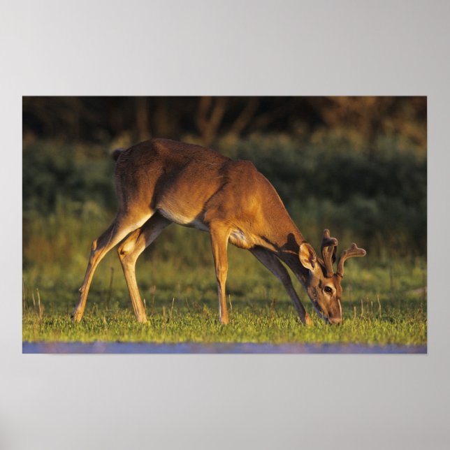 Vitstjärtad Hjort, Odocoileus virginianus Poster (Framsidan)