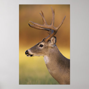 Vitstjärtad Hjort, Odocoileus virginianus Poster