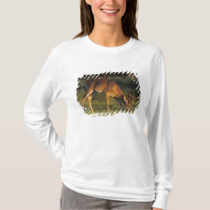 Vitstjärtad hjort, Odocoileus virginianus T-shirt