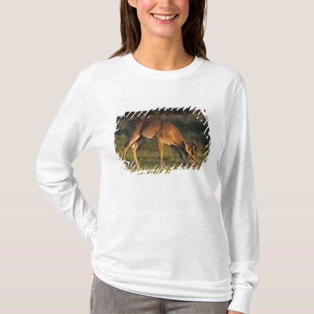 Vitstjärtad hjort, Odocoileus virginianus T-shirt (Framsida)