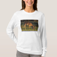 Vitstjärtad hjort, Odocoileus virginianus