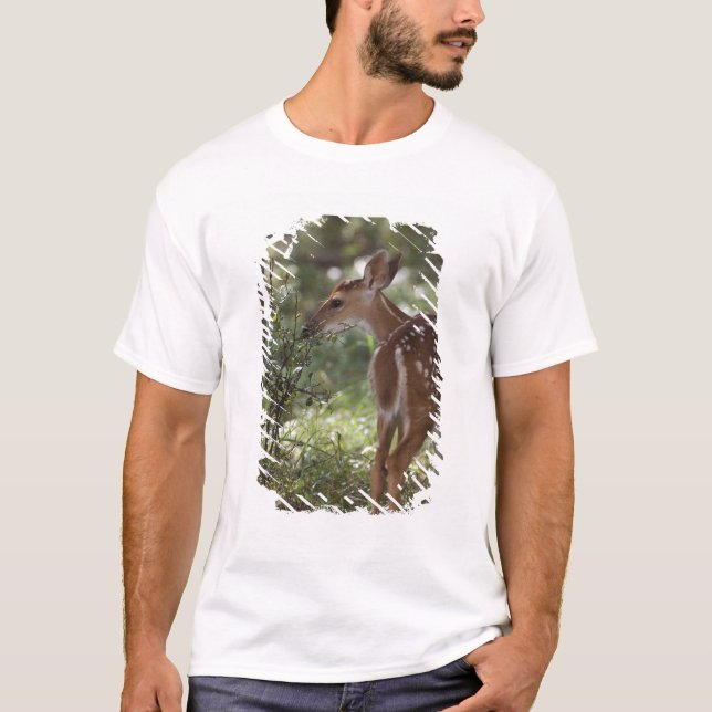 Vitstjärtad hjort, Odocoileus virginianus Tee (Framsida)