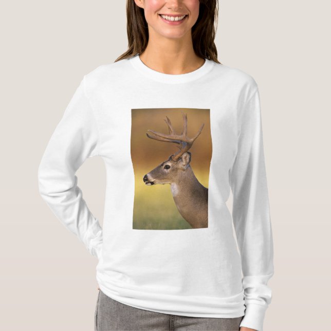 Vitstjärtad Hjort, Odocoileus virginianus Tee (Framsida)