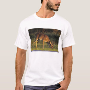 Vitstjärtad hjort, Odocoileus virginianus Tee