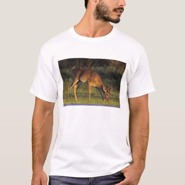 Vitstjärtad hjort, Odocoileus virginianus Tee (Framsida)