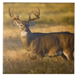 Vitstjärtad hjort (Odocoileus virginianus) vuxen Kakelplatta
