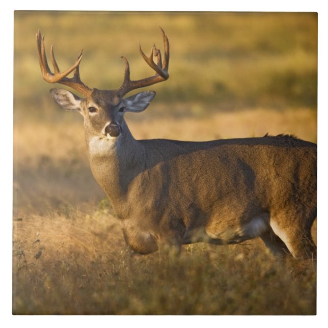 Vitstjärtad hjort (Odocoileus virginianus) vuxen Kakelplatta (Framsidan)