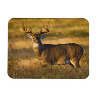 Vitstjärtad hjort (Odocoileus virginianus) vuxen