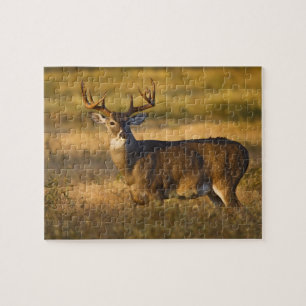 Vitstjärtad hjort (Odocoileus virginianus) vuxen Pussel