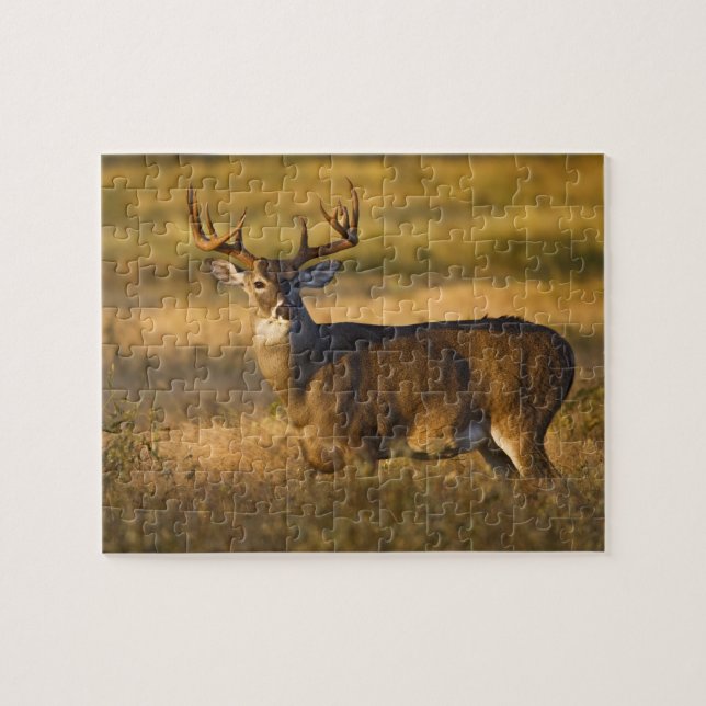 Vitstjärtad hjort (Odocoileus virginianus) vuxen Pussel (Horisontell)