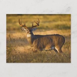 Vitstjärtad hjort (Odocoileus virginianus) vuxen Vykort