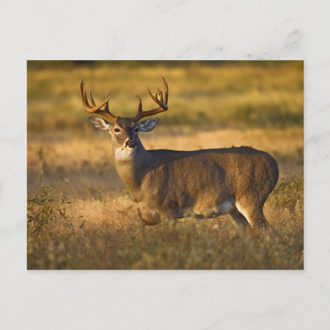 Vitstjärtad hjort (Odocoileus virginianus) vuxen Vykort (Framsida)