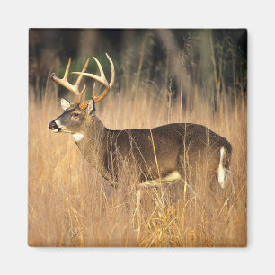 Vitstjärtad hjort   Smoky Mountains Tennessee Magnet