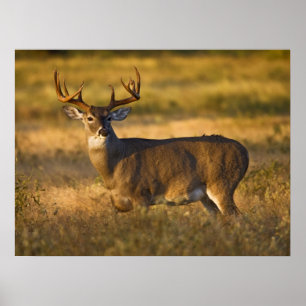 Vitstjärtad hjort Södra Texas Poster