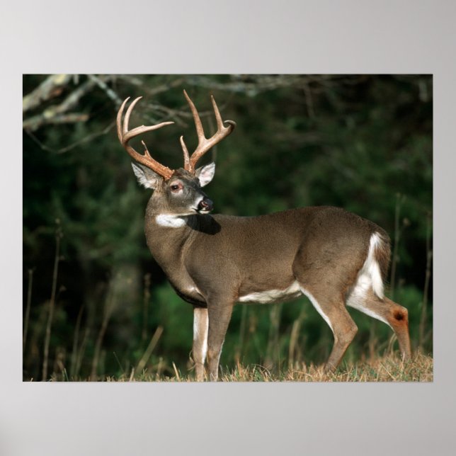 Vitstjärtad hjort | Tennessee Poster (Framsidan)