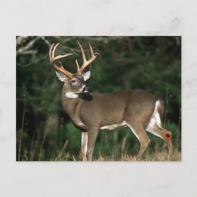 Vitstjärtad hjort | Tennessee Vykort (Framsida)