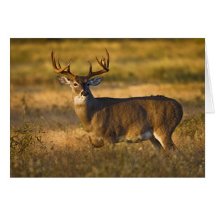 Vitstjärtshjort (Odocoileus virginianus) vuxen Hälsningskort