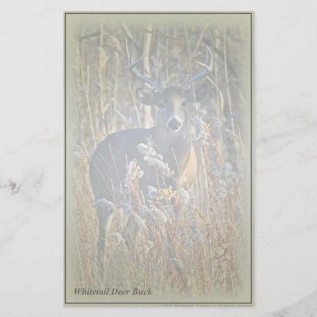 Vitstjärtshjort Stationery Brevpapper (Framsida)