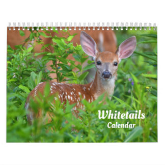 Vitstjärtshjortskalender Kalender