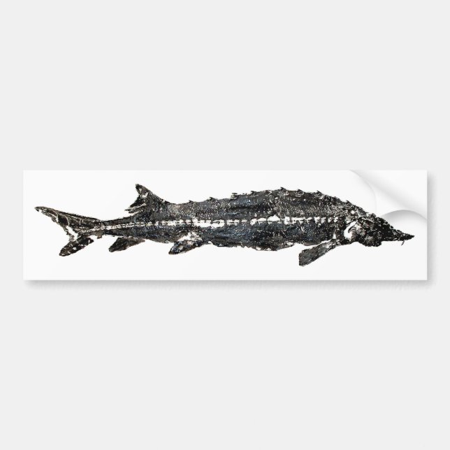 Vitstör Gyotaku-40-Item Bildekal (Framsidan)