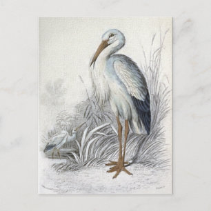 Vitstork Vintage Bird Illustration Vykort