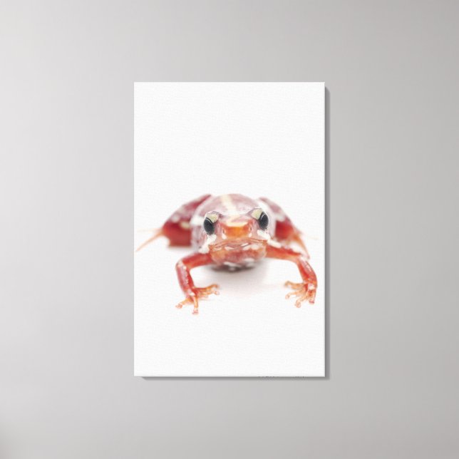 Vitstrimmig giftknölgroda (epipedobater) canvastryck (Framsida)