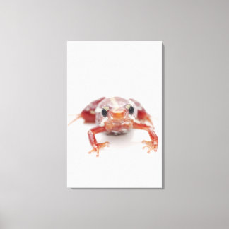 Vitstrimmig giftknölgroda (epipedobater) canvastryck