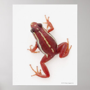 Vitstripad Poison Dart Frog Poster