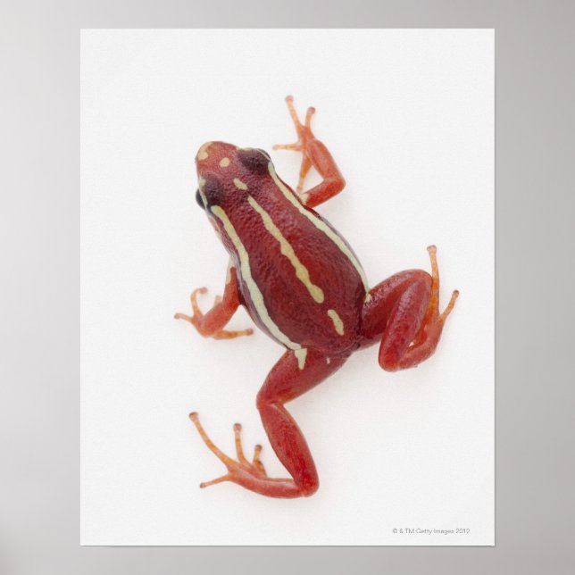 Vitstripad Poison Dart Frog Poster (Framsidan)