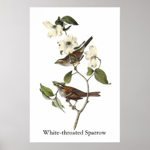 Vitstrupig Sparrow - John Audubon Poster