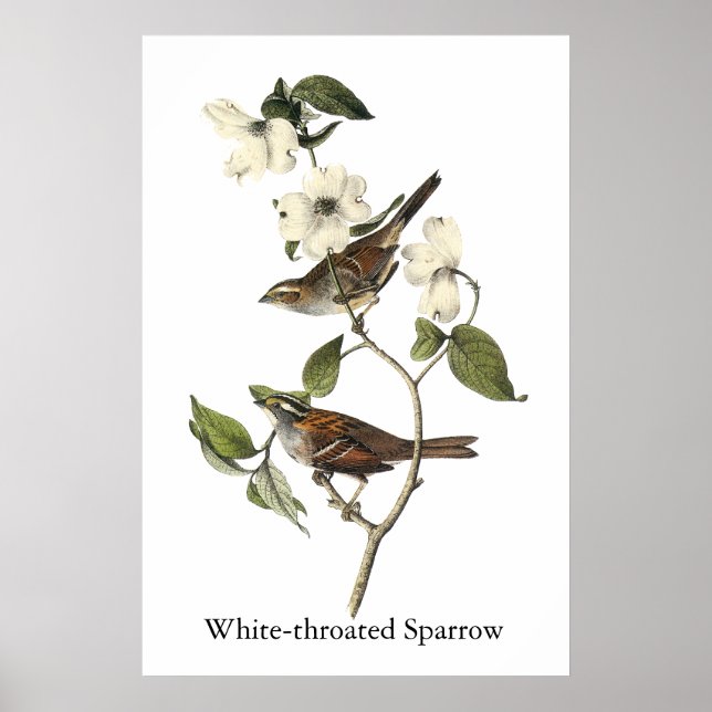 Vitstrupig Sparrow - John Audubon Poster (Framsidan)