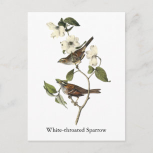 Vitstrupig Sparrow - John Audubon Vykort