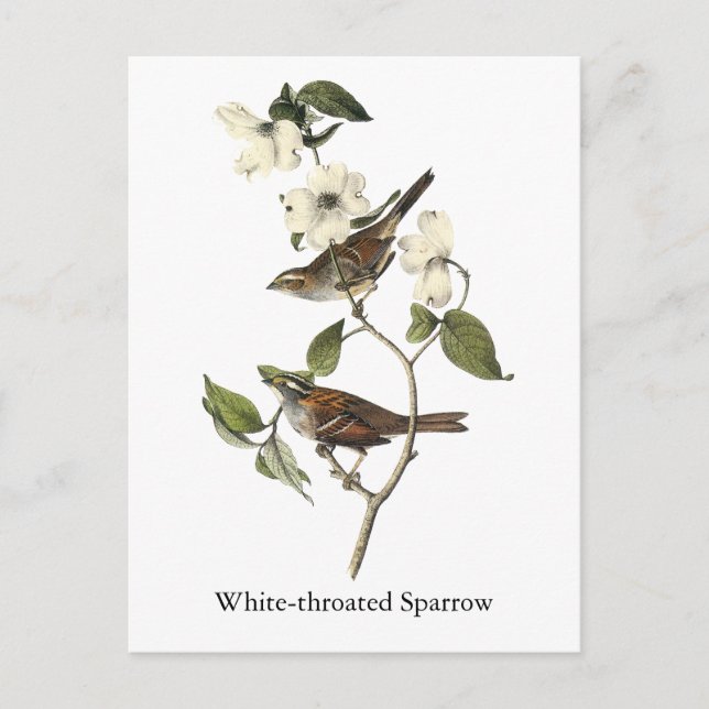 Vitstrupig Sparrow - John Audubon Vykort (Framsida)