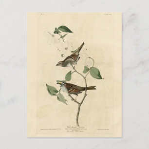 Vitstrupig sparv, Audubon's Birds of America Vykort