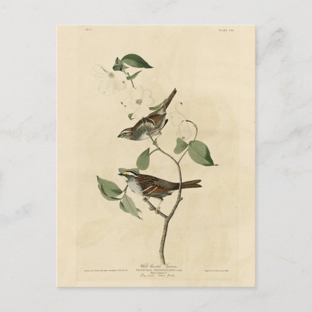 Vitstrupig sparv, Audubon's Birds of America Vykort (Framsida)