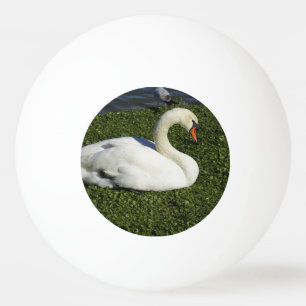 Vitsvan Pingisboll