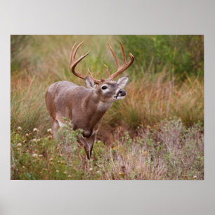 Vitsvansad Hjort Autumn i Texas Poster