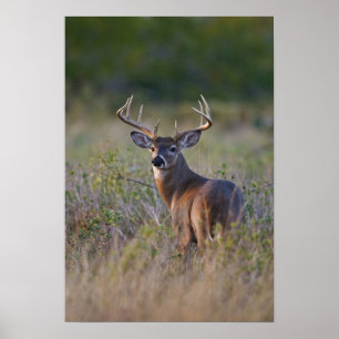 vitsvansad hjort Odocoileus virginianus Poster