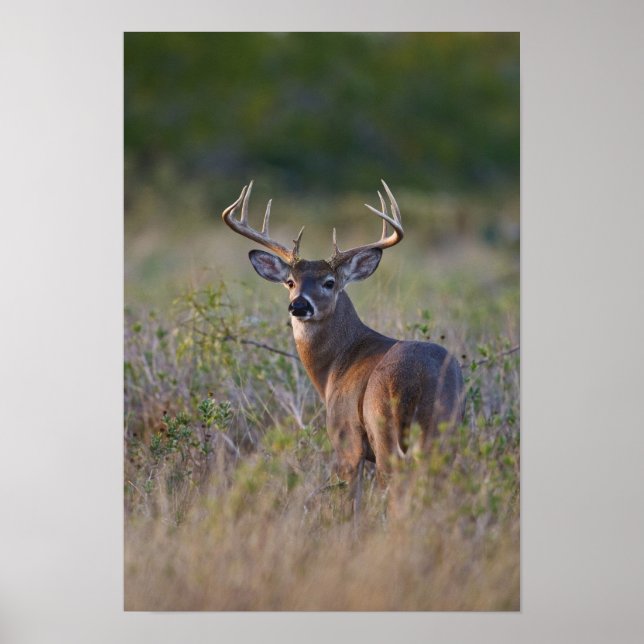 vitsvansad hjort Odocoileus virginianus Poster (Framsidan)