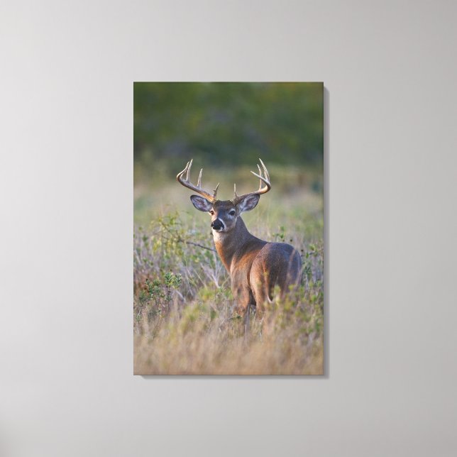 vitsvanshjort Odocoileus virginianus Canvastryck (Framsida)