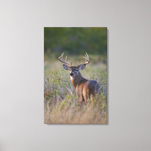 vitsvanshjort Odocoileus virginianus Canvastryck