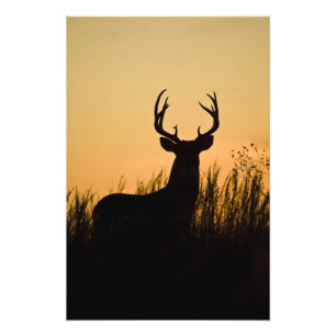 vitsvanshjort Odocoileus virginianus) Fototryck