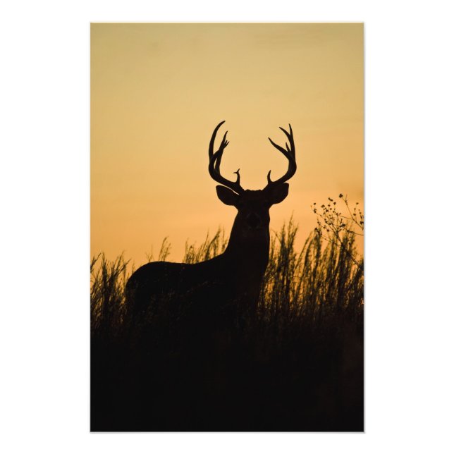 vitsvanshjort Odocoileus virginianus) Fototryck (Framsidan)
