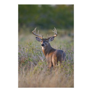 vitsvanshjort Odocoileus virginianus Fototryck