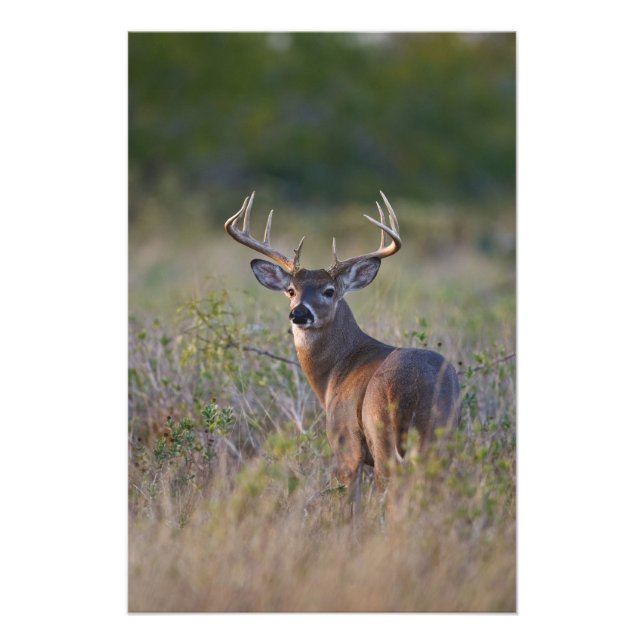 vitsvanshjort Odocoileus virginianus Fototryck (Framsidan)