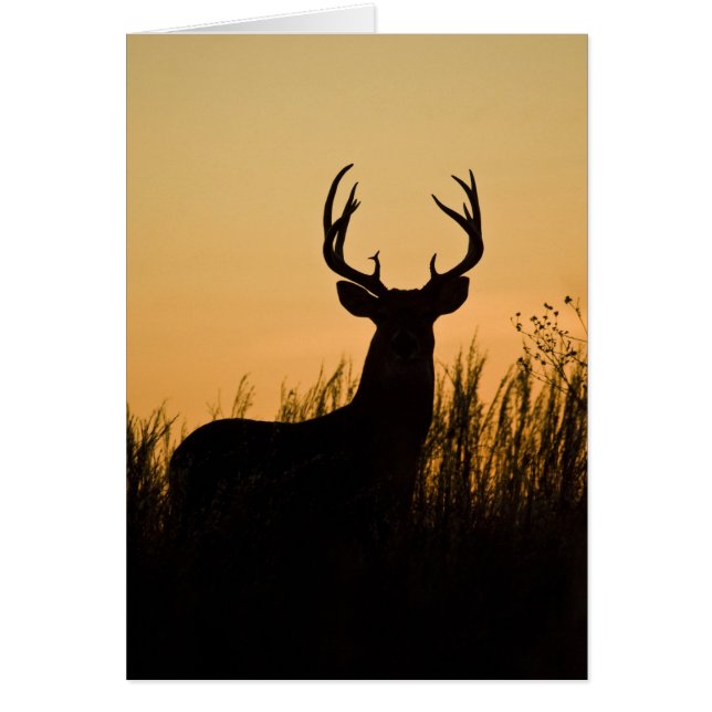 vitsvanshjort Odocoileus virginianus) Hälsningskort (Framsidan)
